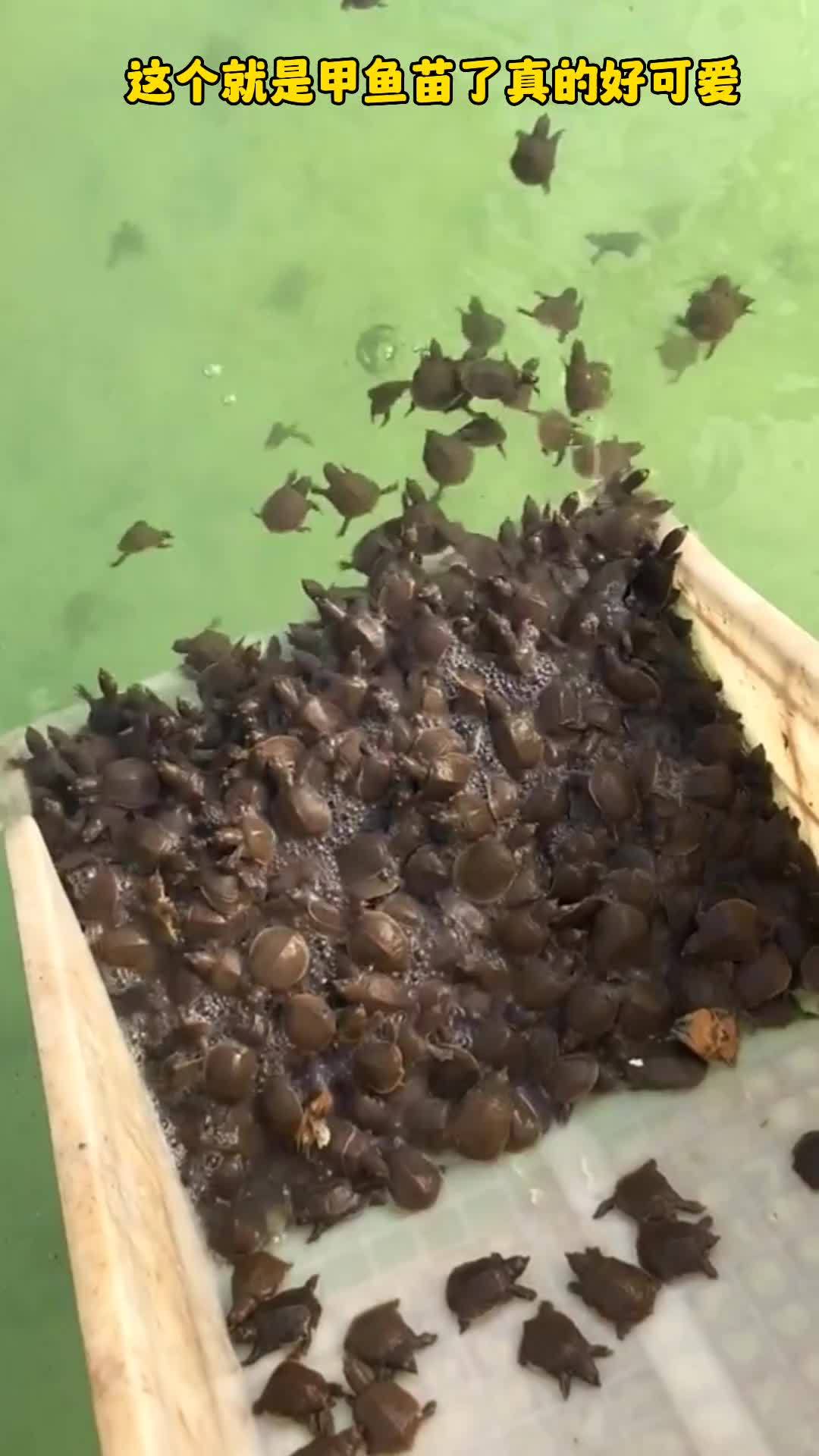 甲鱼怎么孵化 甲鱼 甲鱼养殖