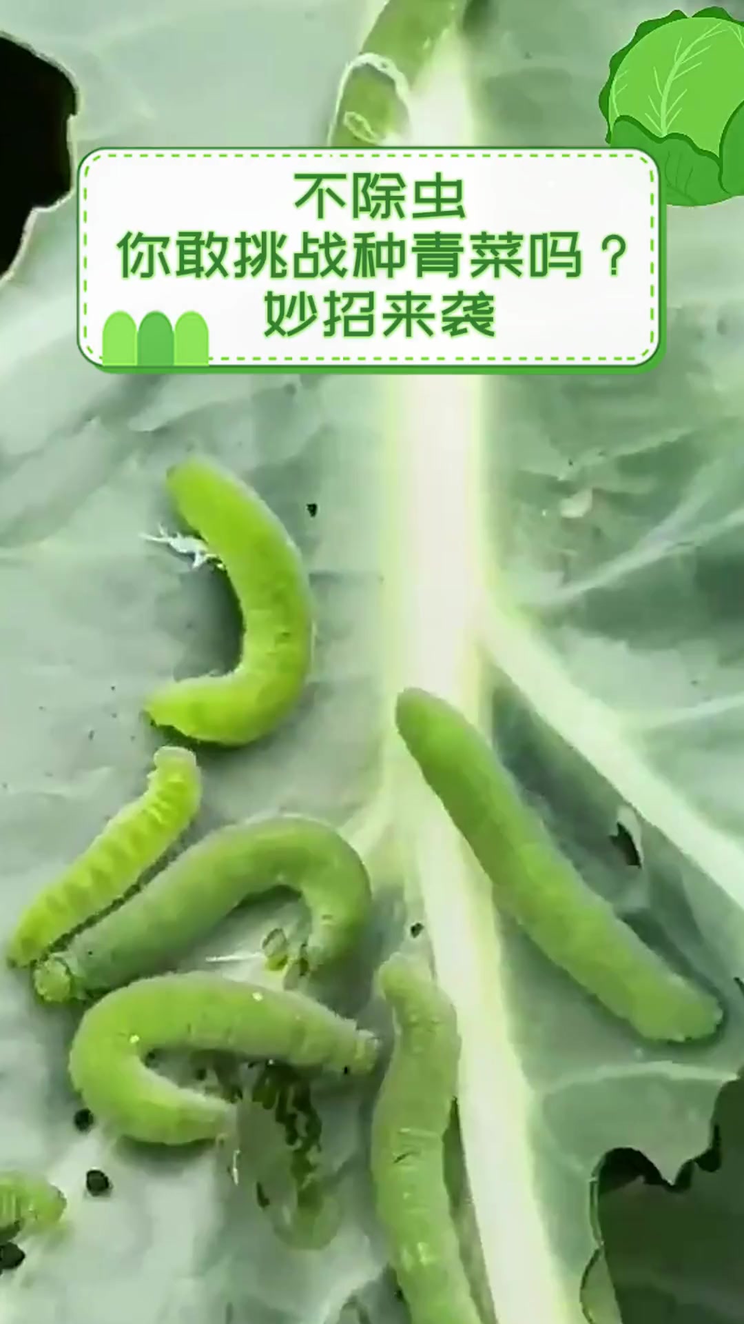 不除虫,你敢挑战种青菜吗?妙招来袭