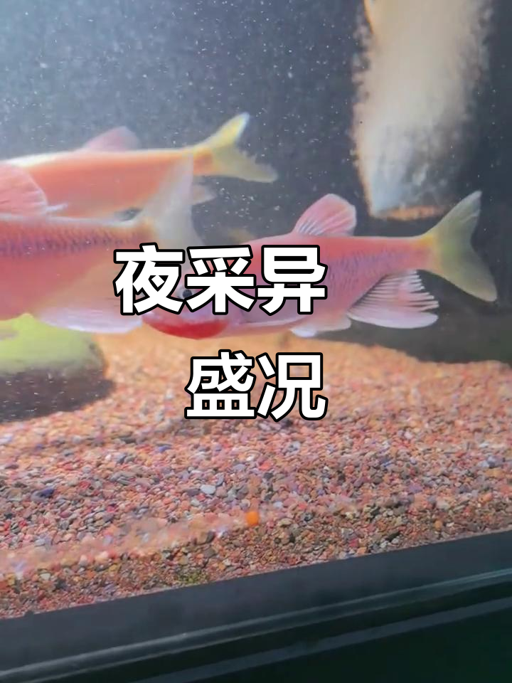 今晚肇庆异鱲精彩纷呈,极品尽显!