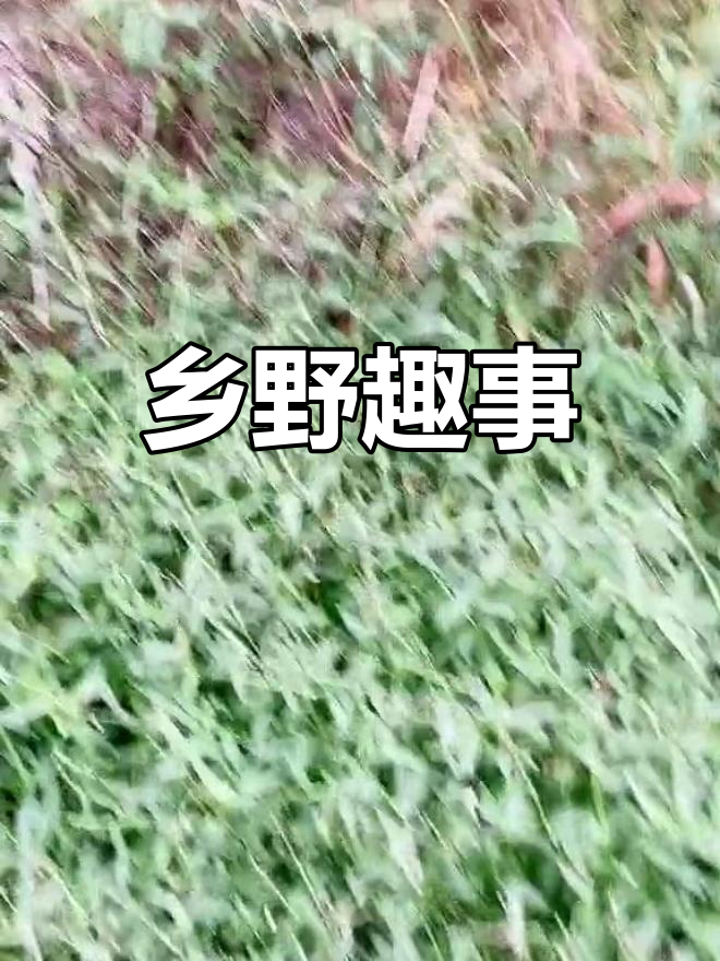 这种草,方言里叫“虾公”,每次看到都想顺手拔一把