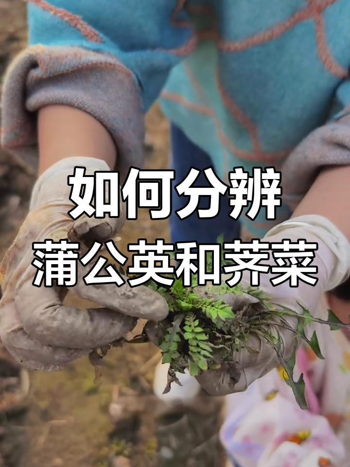 蒲公英与荠菜如何区分?看叶子形状轻松辨别