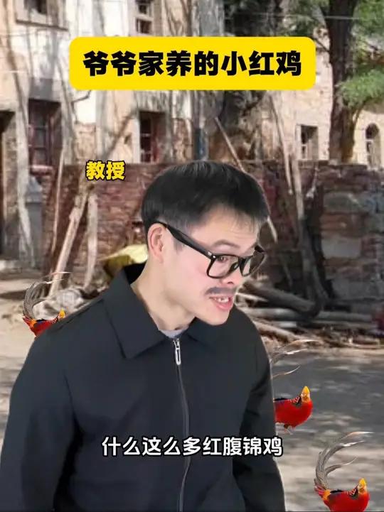 爷爷家养的小红鸡！