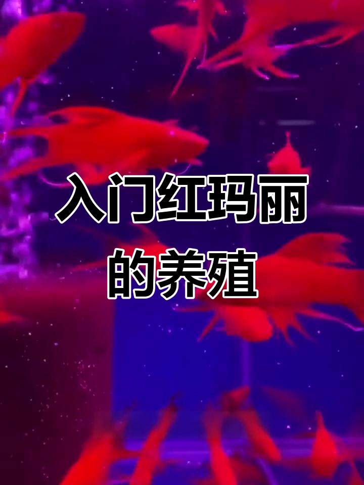 红玛丽鱼:入门级卵胎生观赏鱼的养护技巧