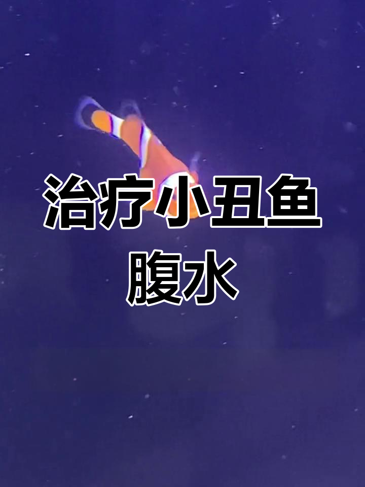 小丑鱼腹水治疗方法求助