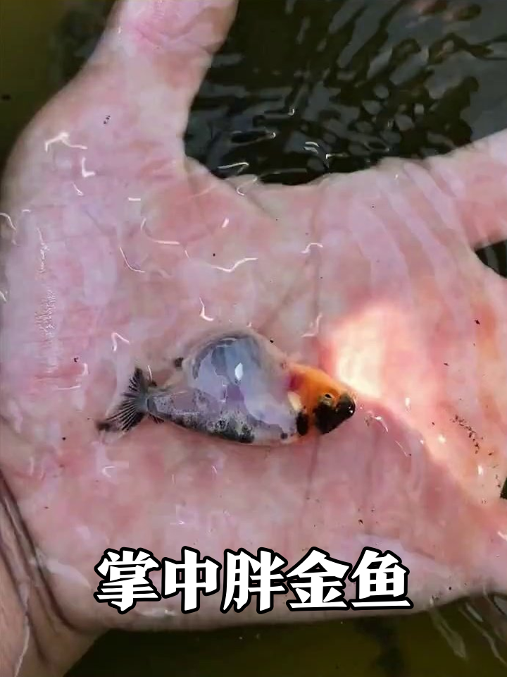 捞起池塘小胖子!圆滚滚金鱼萌到不想撒手