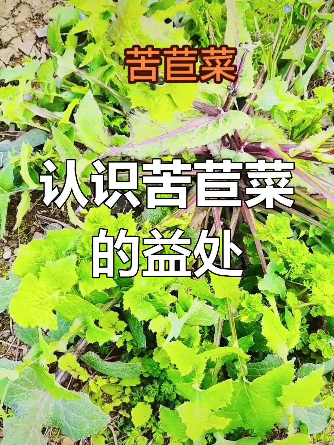 苦苣菜:蒲公英的亲戚,竟有这么多好处!