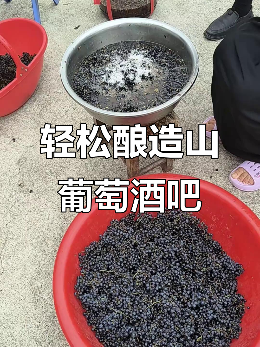 自制山葡萄酒，简单步骤教你做豆味美酒