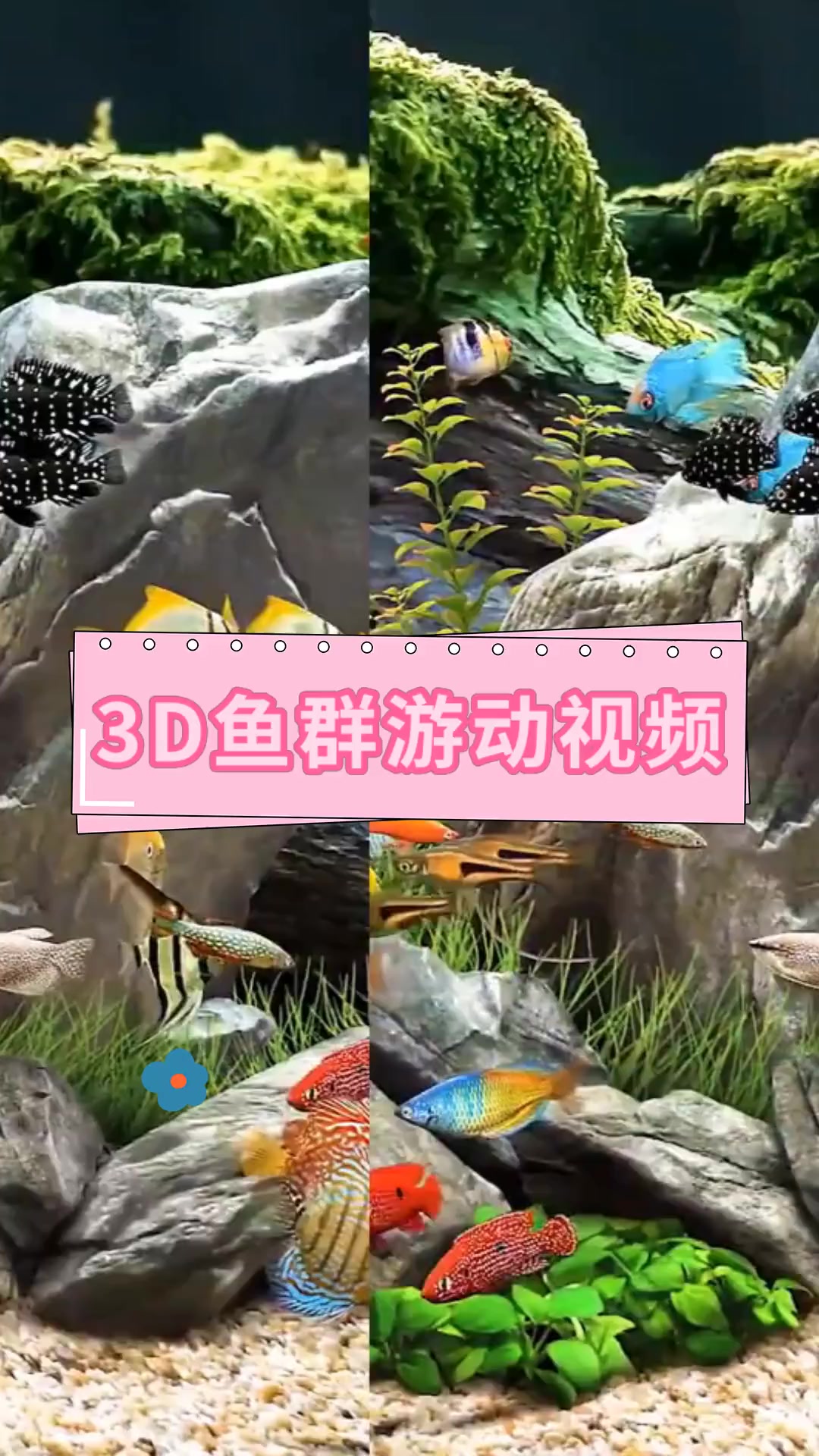 3D鱼群游动视频
