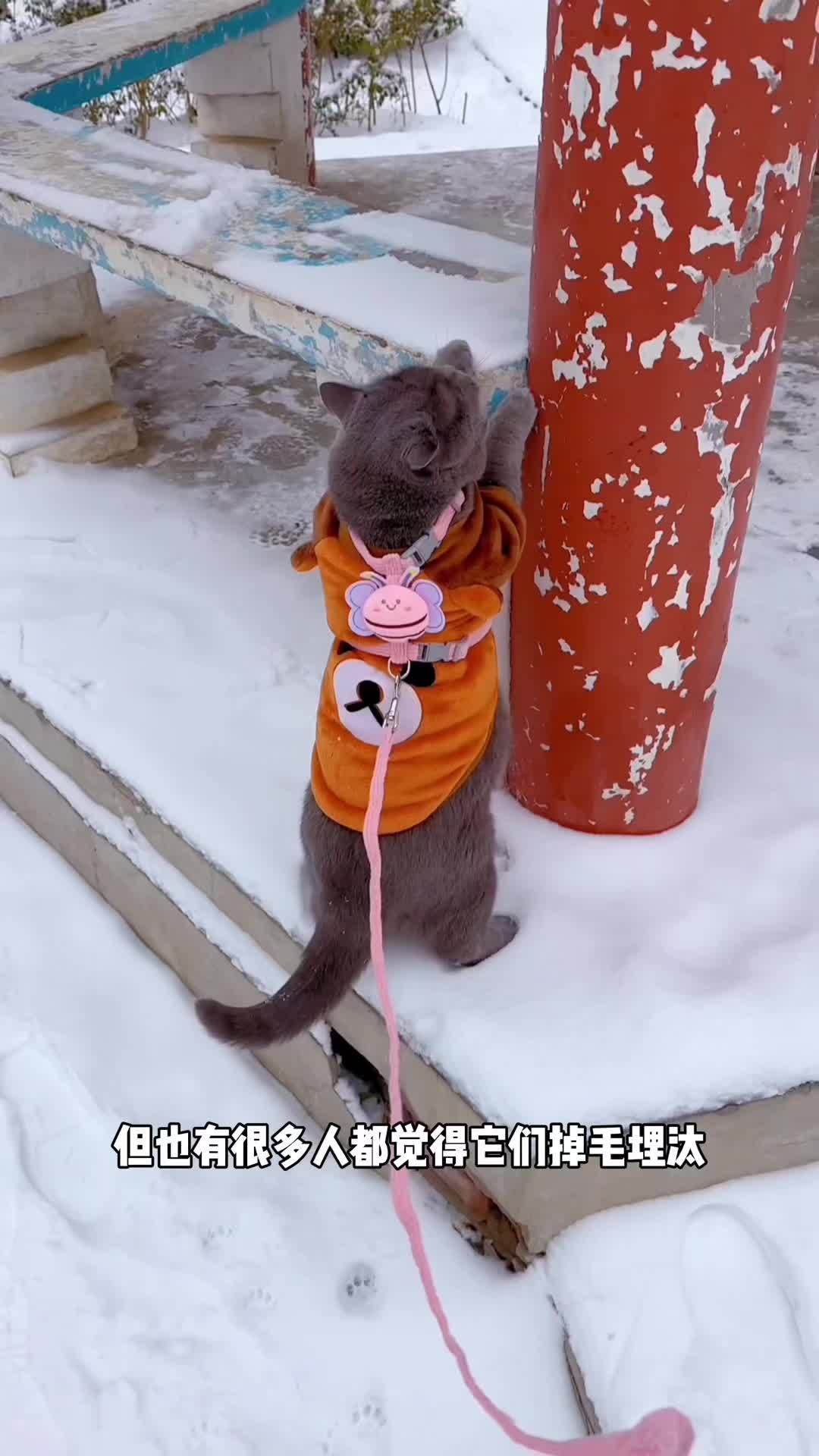 多吃鱼油不仅可以滋养皮肤,还能减少掉毛哦!宠物鱼油片 猫咪养护 萌宠好物