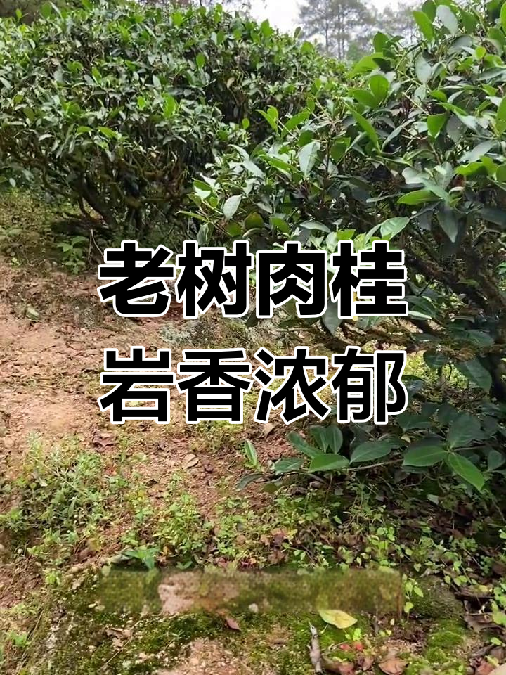 九龙窠肉桂:四十年老树,香气扑鼻的岩茶体验