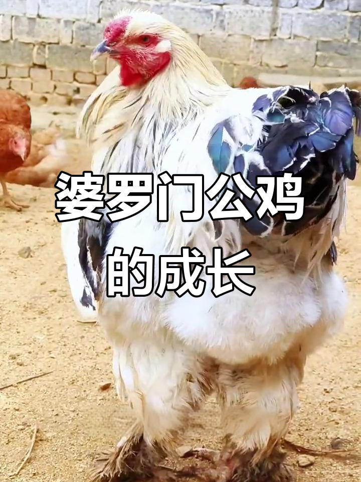 婆罗门鸡：从温顺宠物到战斗机，体重可达十几斤