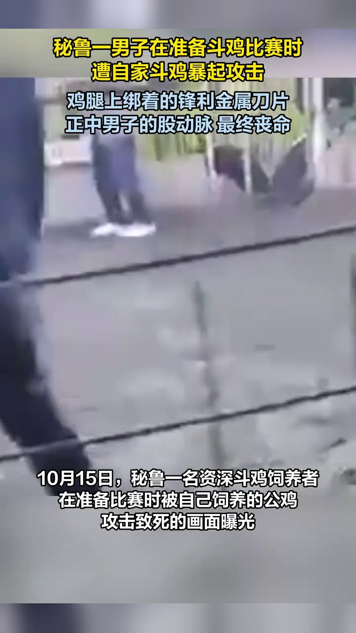 秘鲁男子斗鸡时被自家公鸡袭击身亡：鸡腿上绑着的刀片刺穿股动脉