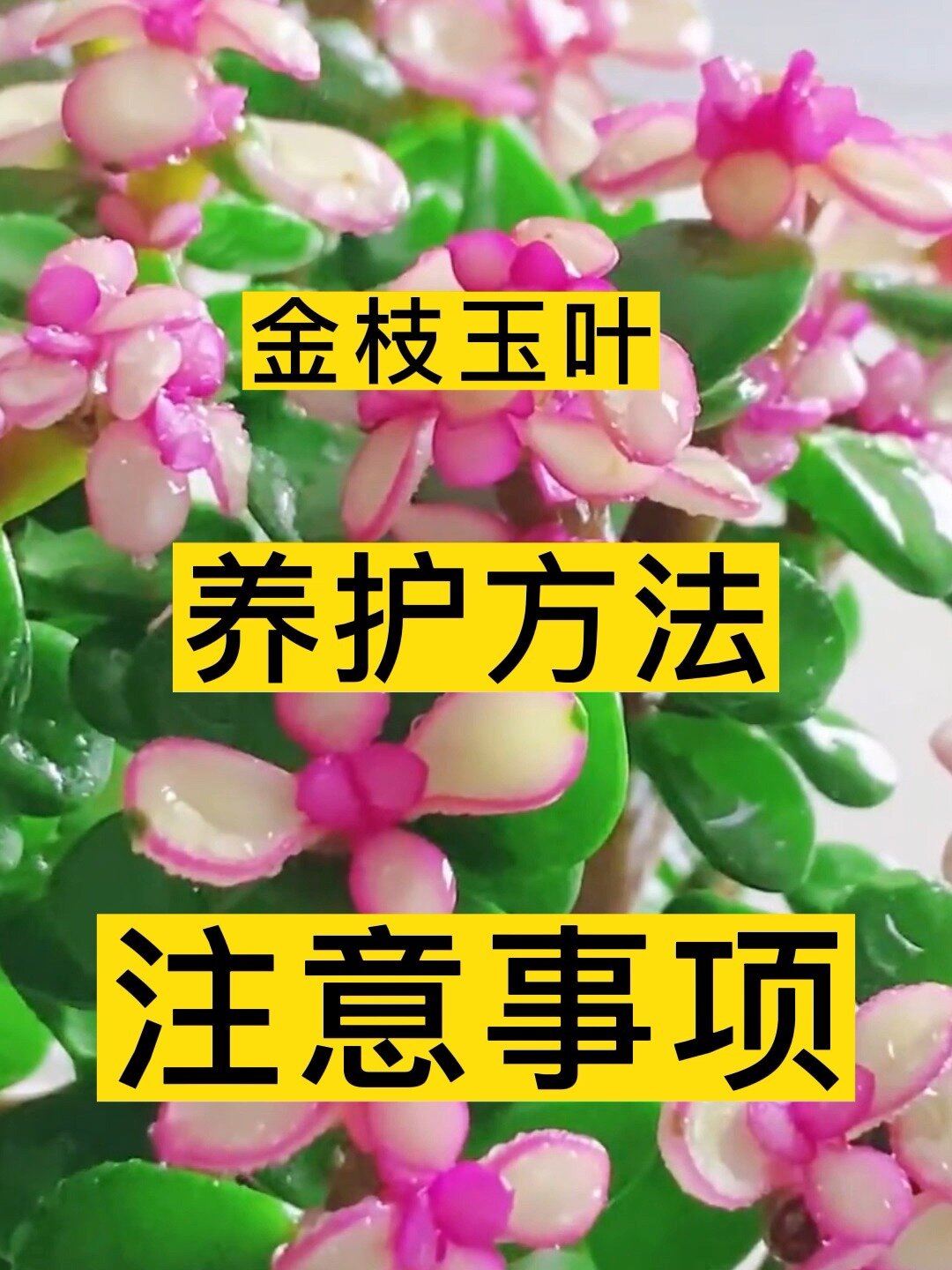 金枝玉叶的养护方法和注意事项