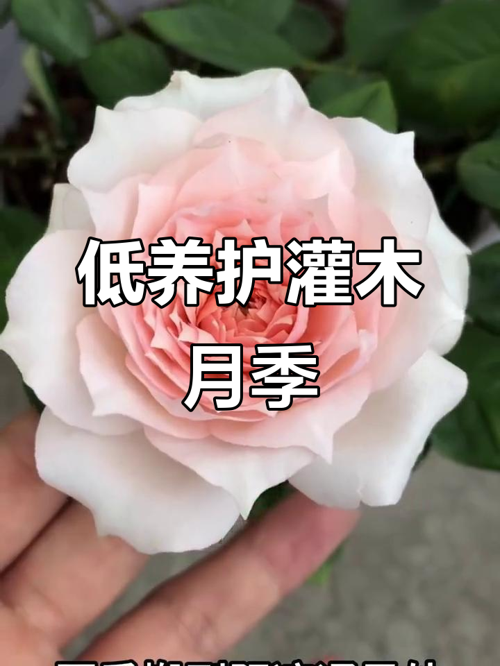 莫妮卡戴维月季:低维护高回报,阳台党必备!