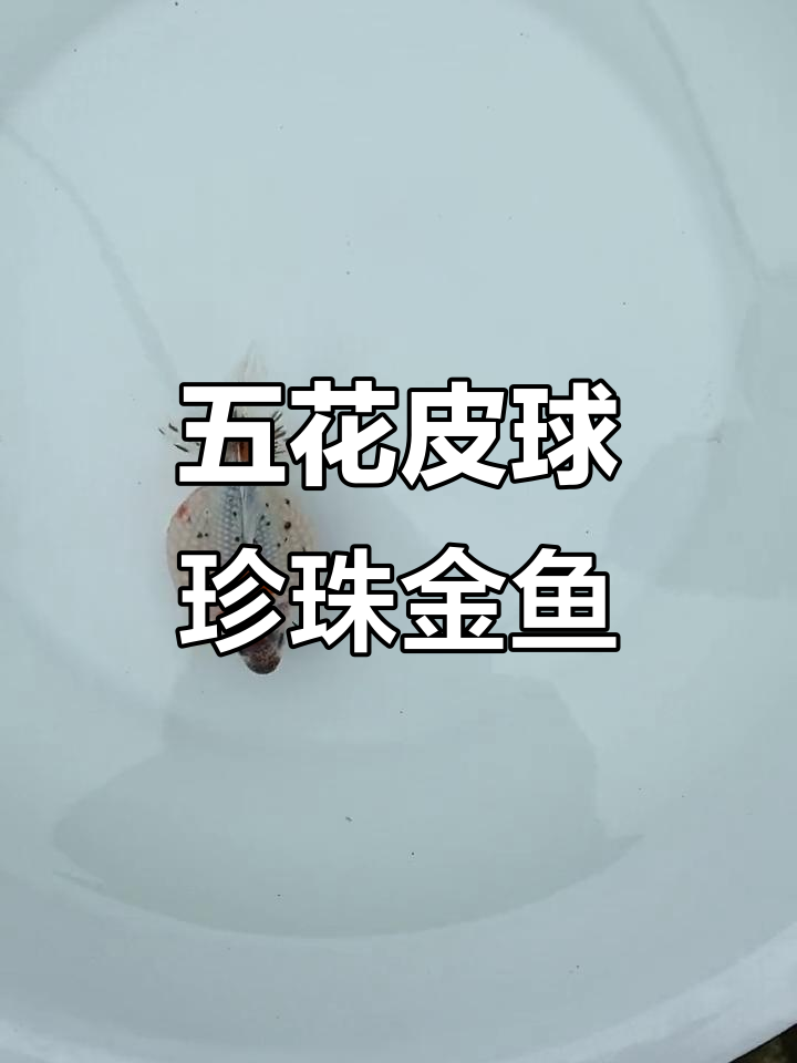 天津特产五花皮球珍珠金鱼,古法养殖的国粹之美