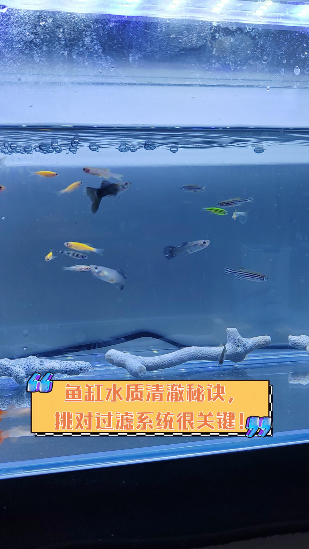 鱼缸水质清澈秘诀,挑对过滤系统很关键!