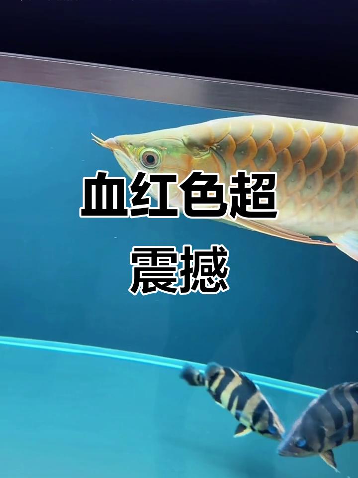 超血红龙来袭,背红瞬间惊艳全场