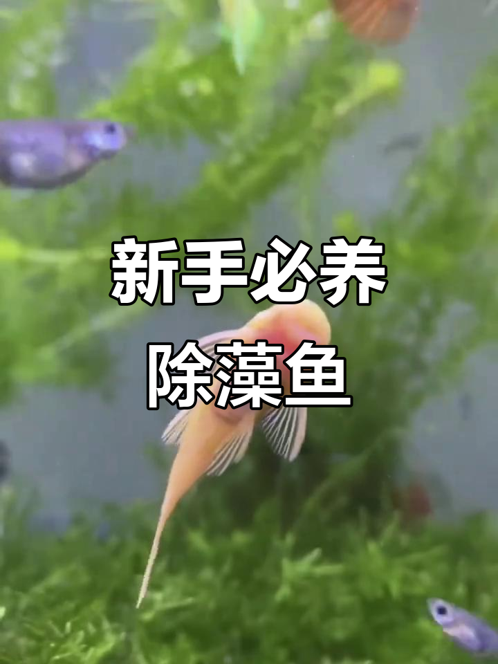 适合新手养的5种除藻工具鱼，最后一种竟然是它！