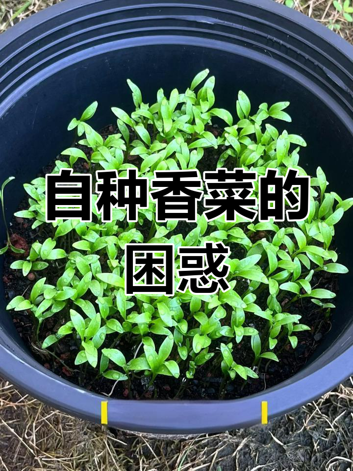 泰国香菜种植记,长得快却不像