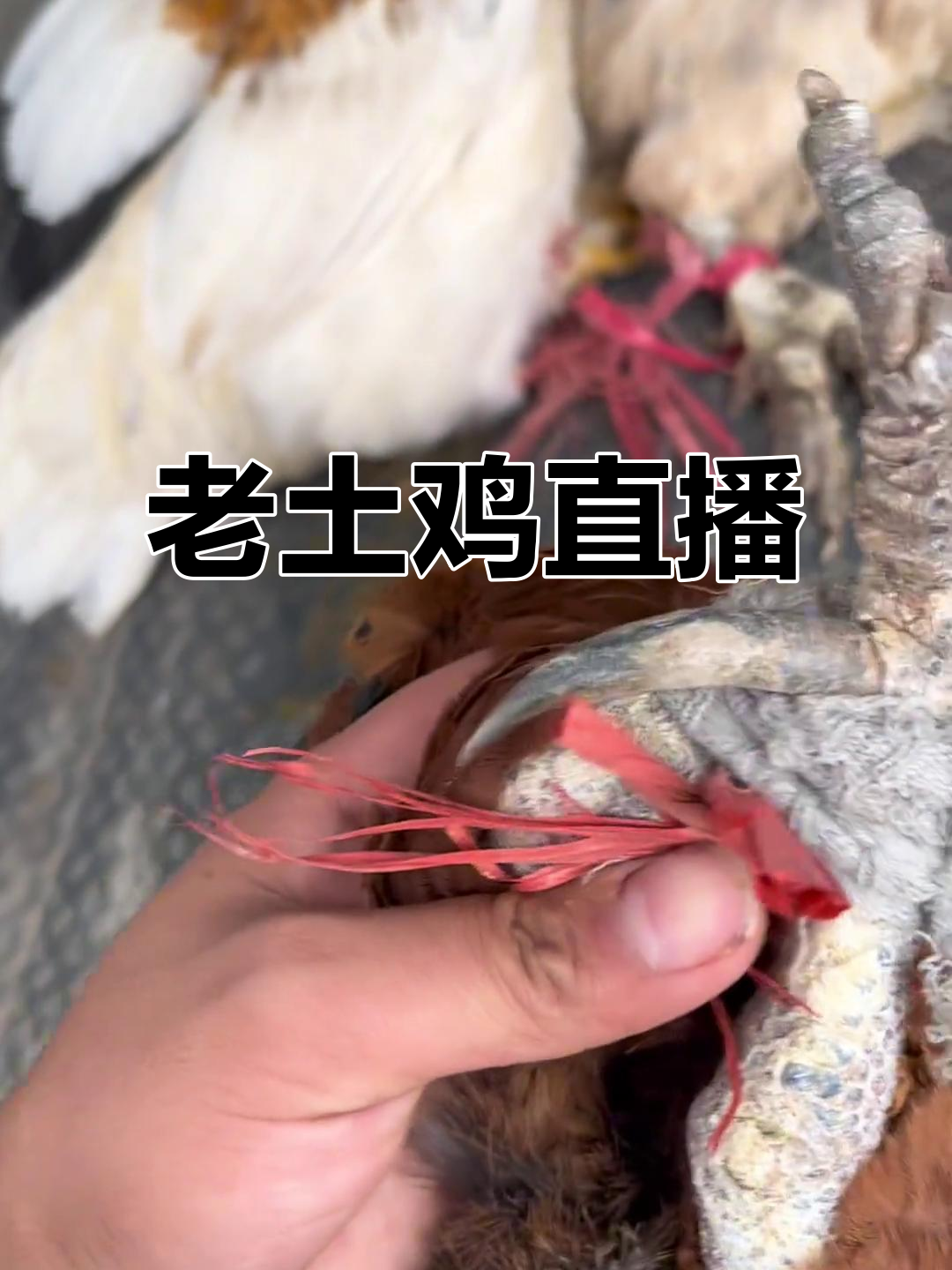 土鸡大揭秘:老公母鸡都带拐,看看这些老不老的家伙