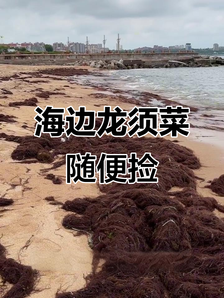荣成海边龙须菜泛滥，喂鲍鱼的海带也能吃