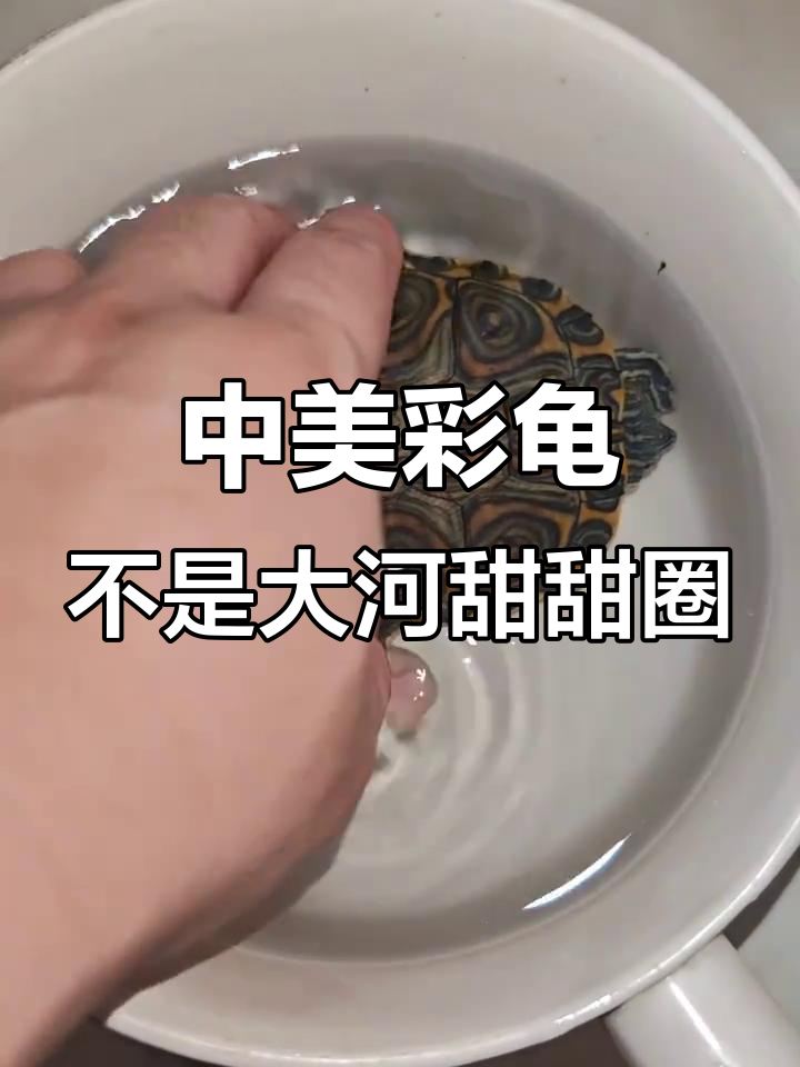 彩龟与甜甜圈的区别,中美彩龟真相揭秘
