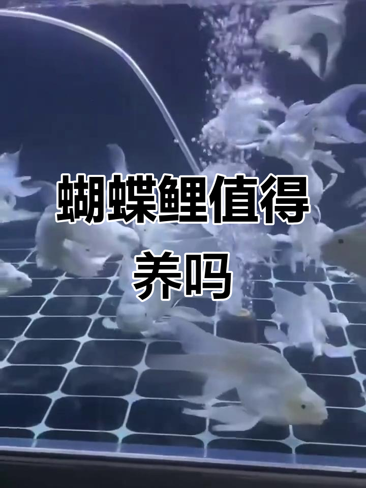 蝴蝶鲤鱼：好养又美观，风水与观赏两不误