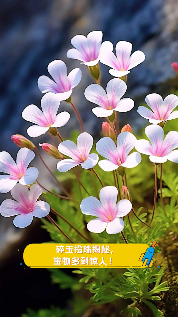 碎玉投珠揭秘,宝物多到惊人!