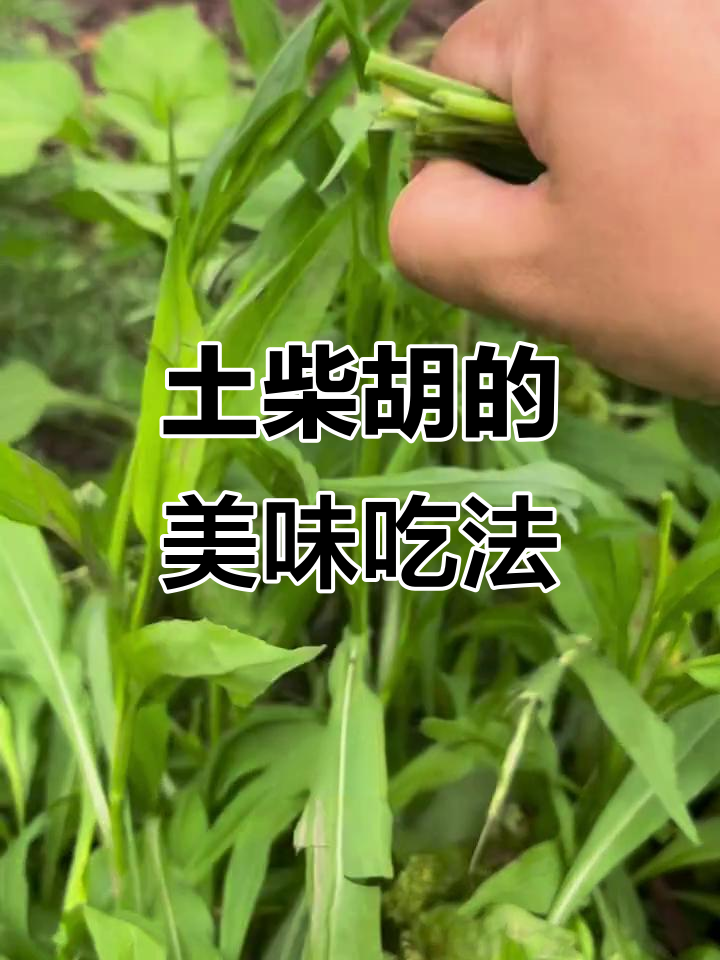 土柴胡竟是美味野菜,错过可惜!