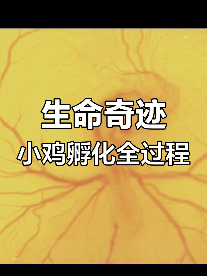 小鸡胚胎的神奇成长:从蛋液到心跳可见