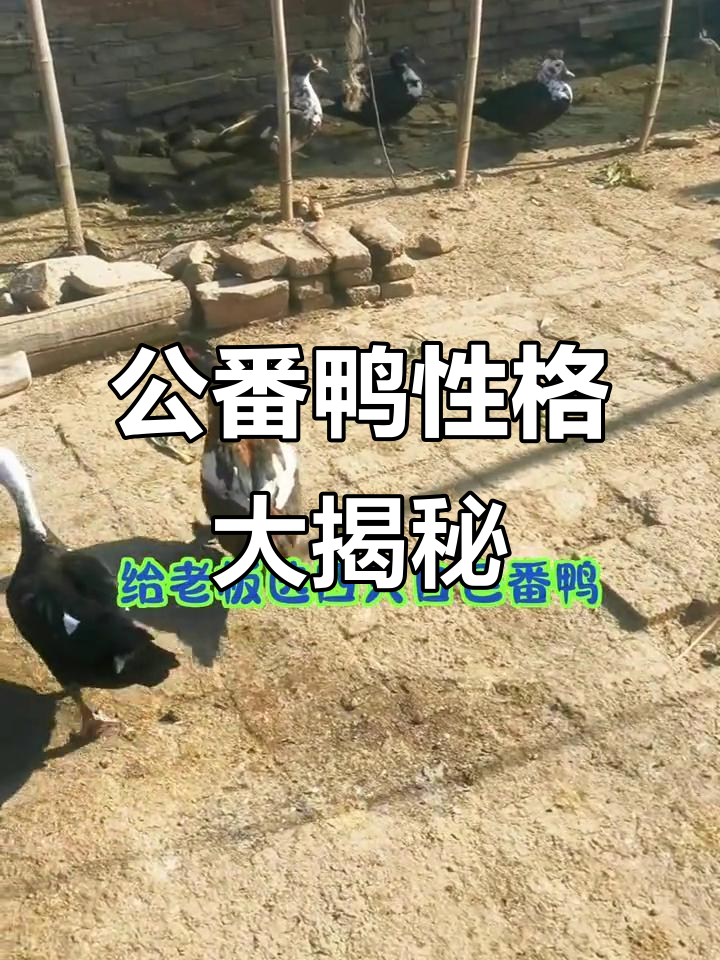 番鸭公母大比拼，调皮乖巧各有千秋