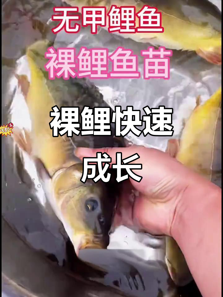 裸鲤生长迅速,饲料多样,适合各地养殖