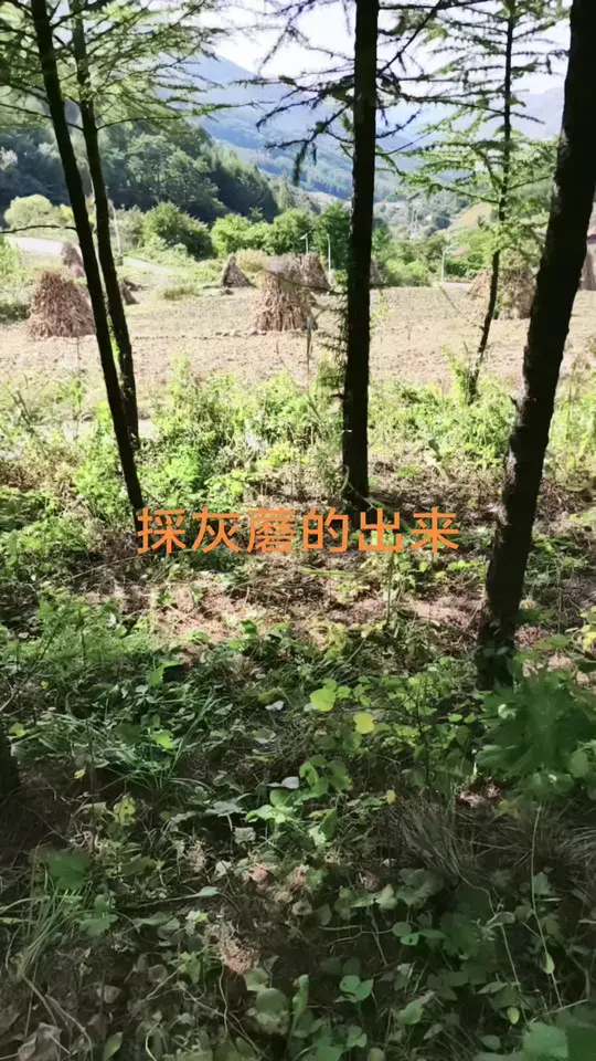 户外灰蘑超多，好吃但收拾起来真费劲！