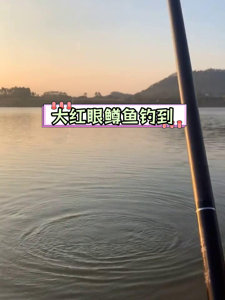 野生大赤眼鳟鱼钓鱼体验