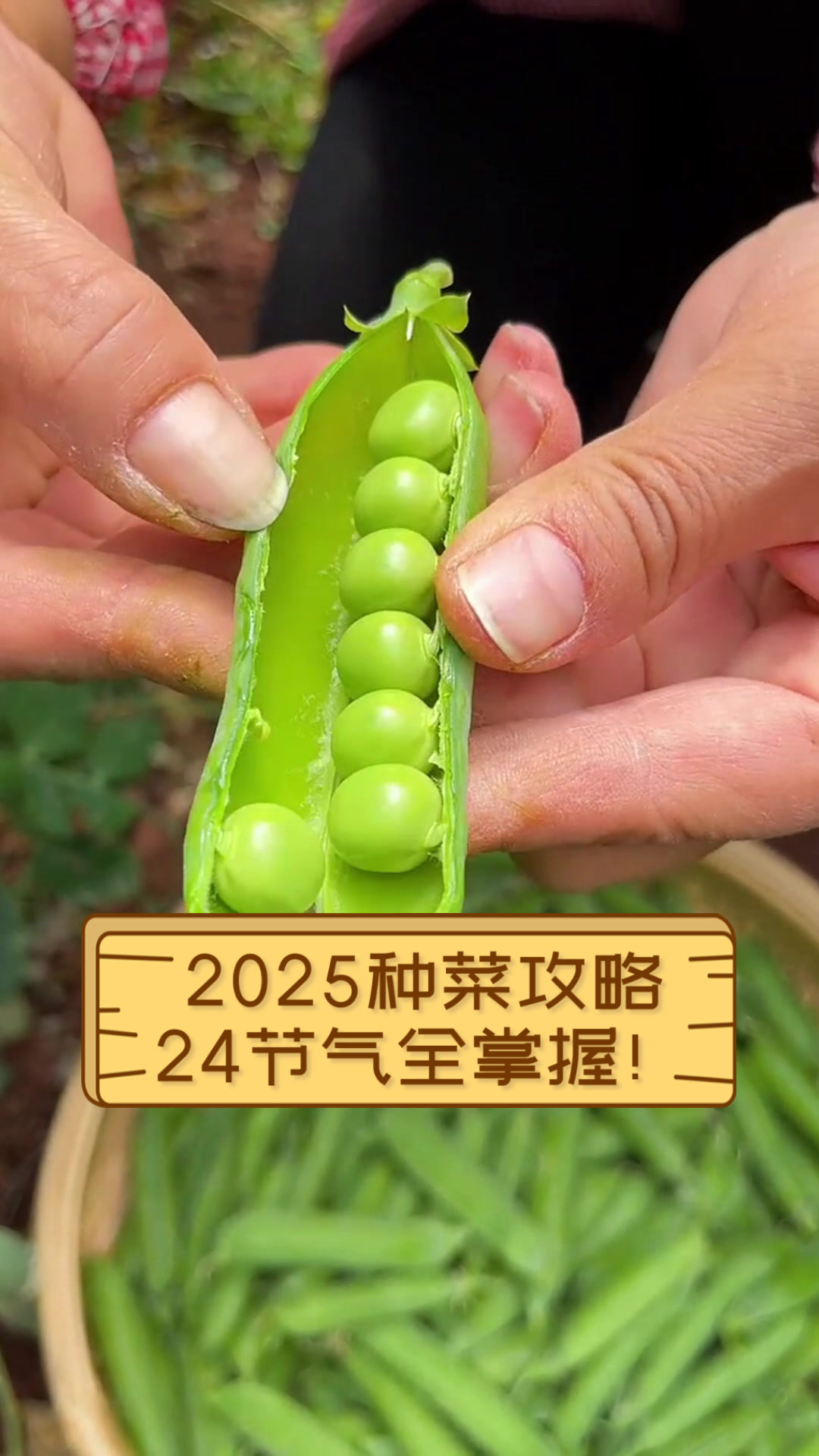 2025种菜攻略,24节气全掌握!