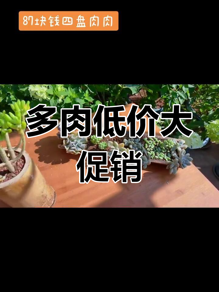 云南多肉基地疯狂甩货,超值白菜价来袭