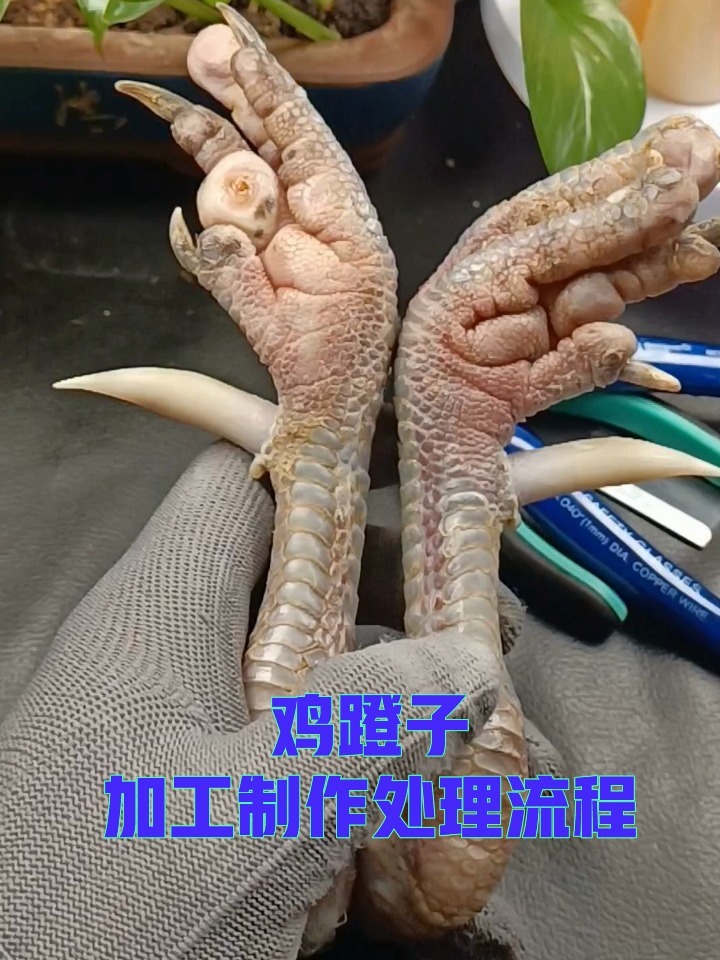 鸡蹬子文玩如何加工处理?