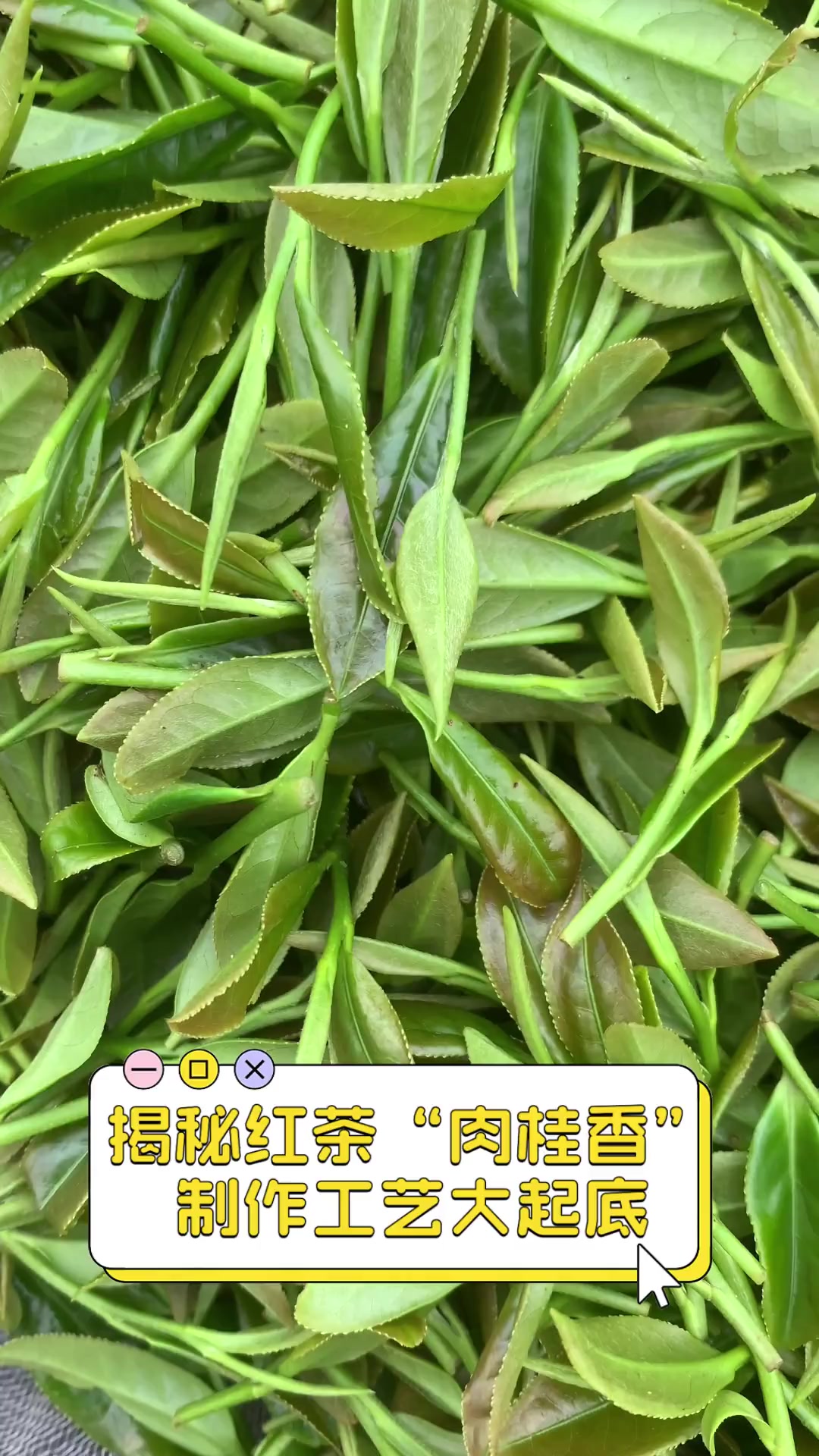 揭秘红茶“肉桂香”,制作工艺大起底