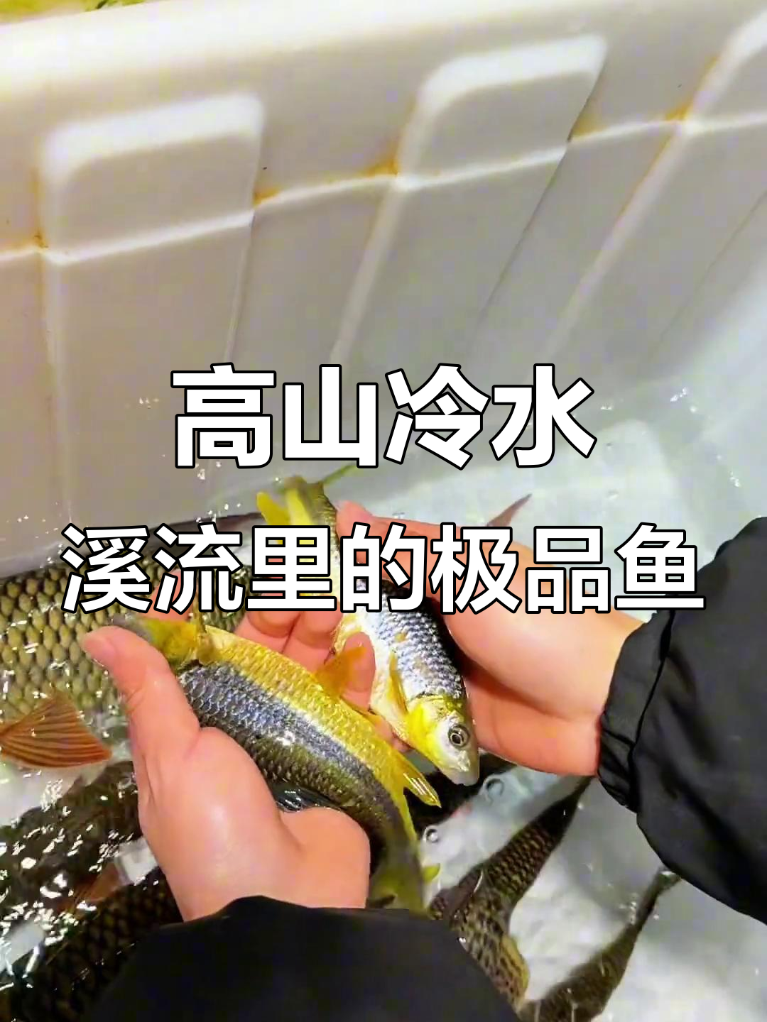 贵州高山冷水溪流中的珍稀鱼类，鹰嘴狗鱼、猪嘴鱼等一应俱全