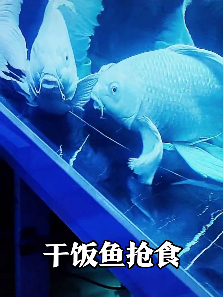 鱼缸秒变自助餐厅!大白鱼集体干饭抢食太疯狂