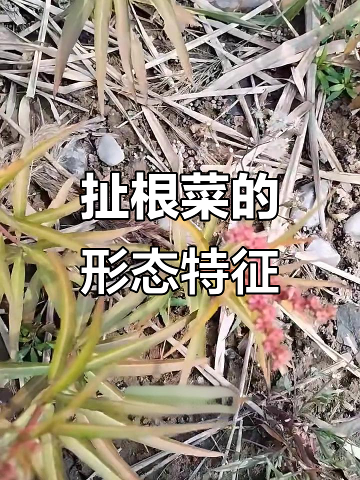扯根菜:紫红茎叶如柳,湿地常见多年生草本植物
