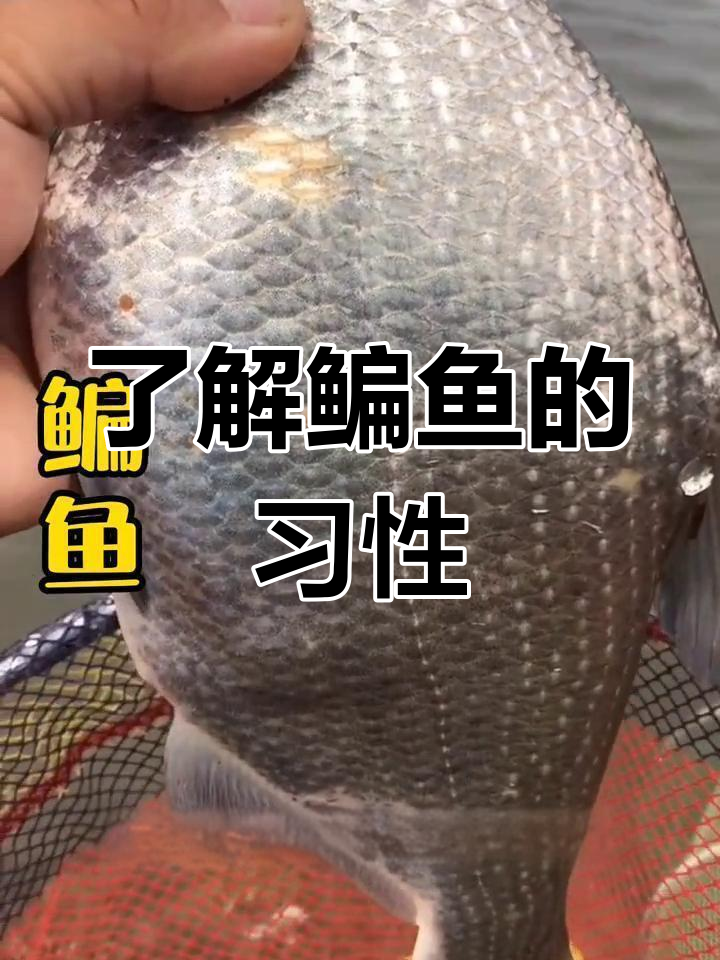 鳊鱼的生活习性与食物链