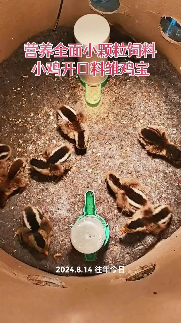 养殖 养鸡 家禽养殖 鸡鸭鹅养殖 小鸡开口料