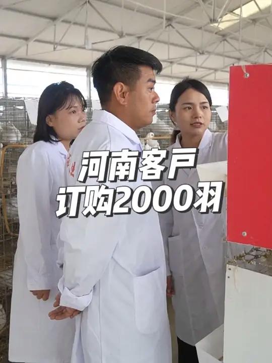 鸽业标杆的实力！河南客户参观天成鸽业，秒订2000羽种鸽 肉鸽养殖养鸽子高产种鸽农村养殖三