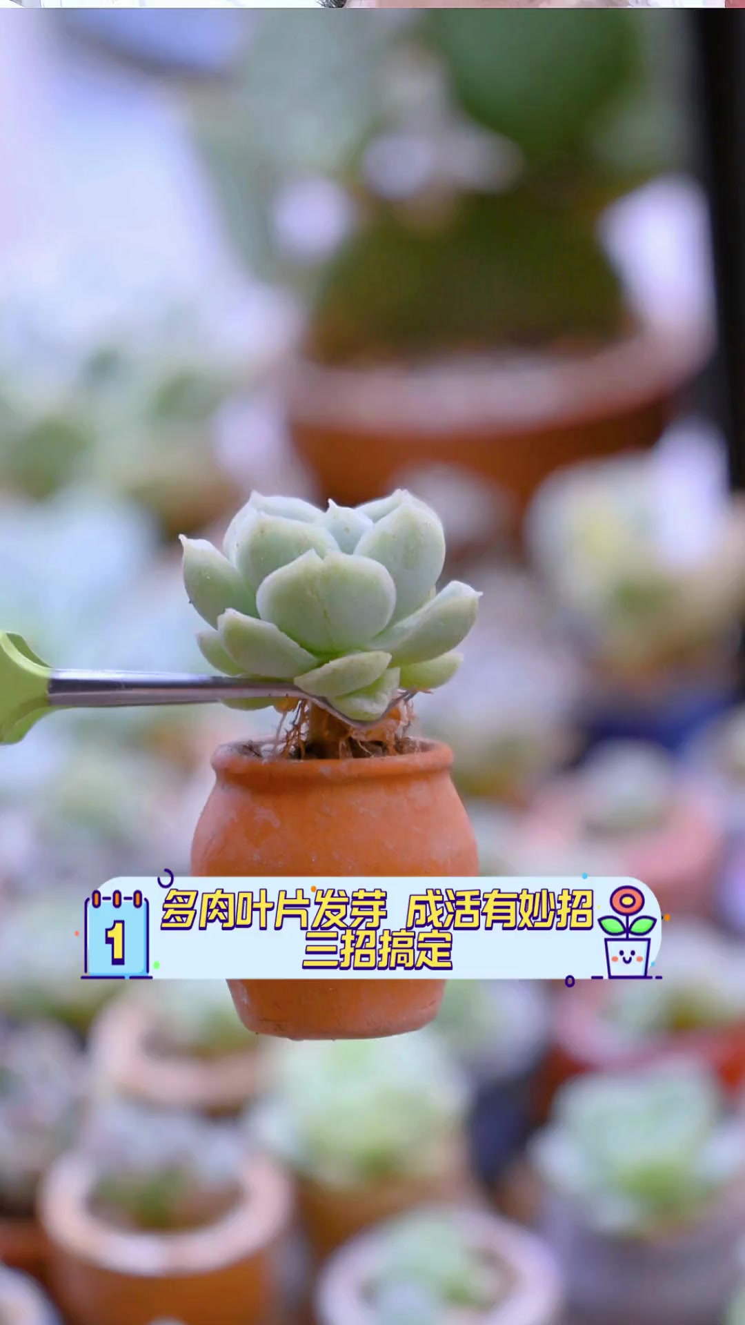 多肉叶片发芽,成活有妙招,三招搞定