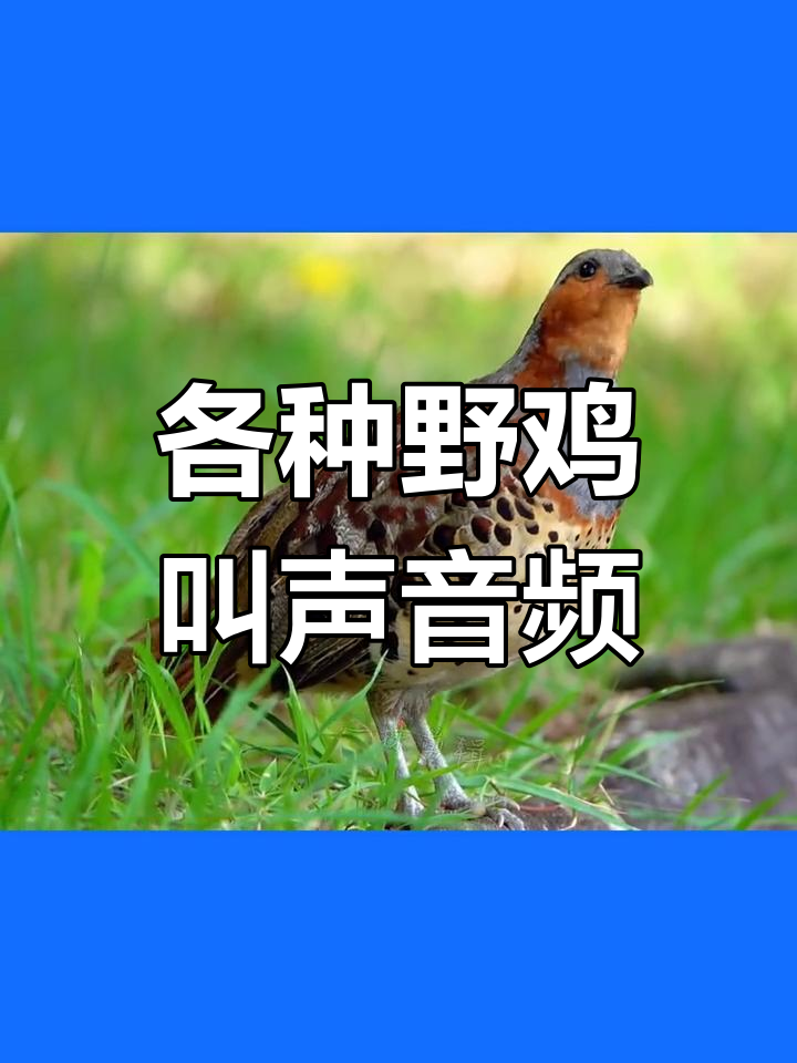 常见雉鸡叫声大集合,红腹角雉、竹机等全收录