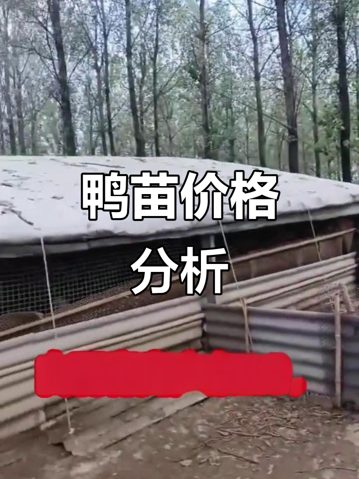2025年鸭苗价格波动,疫病专家魏老师解析市场趋势