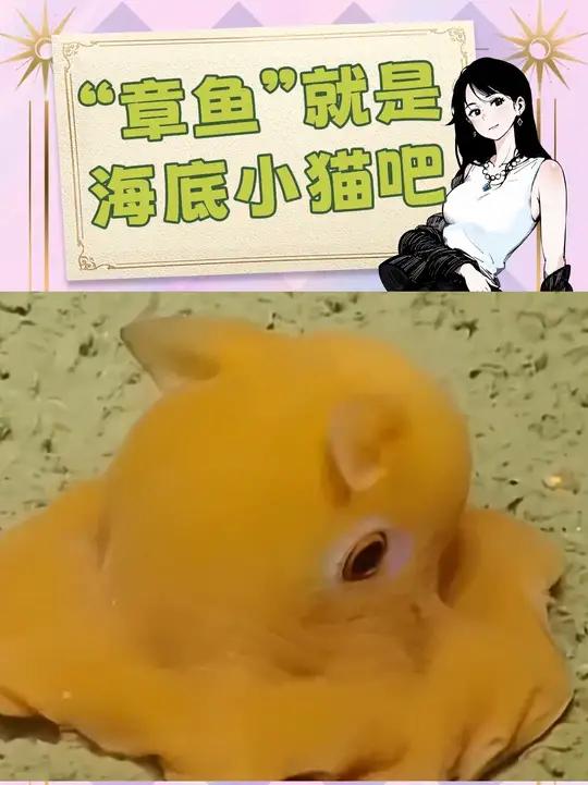 章鱼就是海底世界的小猫吧!章鱼章鱼哥海底世界可爱到爆炸内容启发搜索