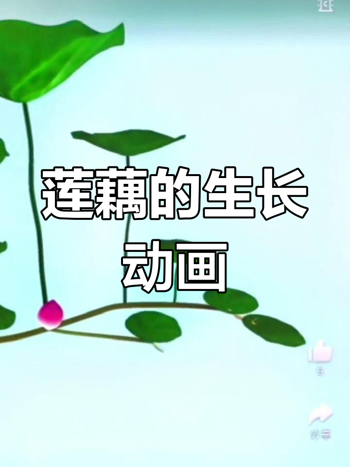 莲藕生长的奇妙过程,大自然的奇迹
