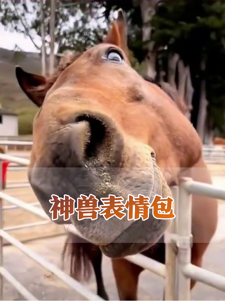 驴马表情包大赛!龇牙咧嘴笑出鹅叫,金牙特效太魔性
